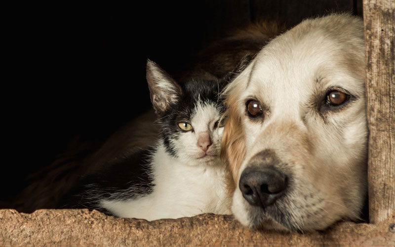Fronte Verde Sicilia annuncia la campagna per aiutare cani e gatti in difficoltà.